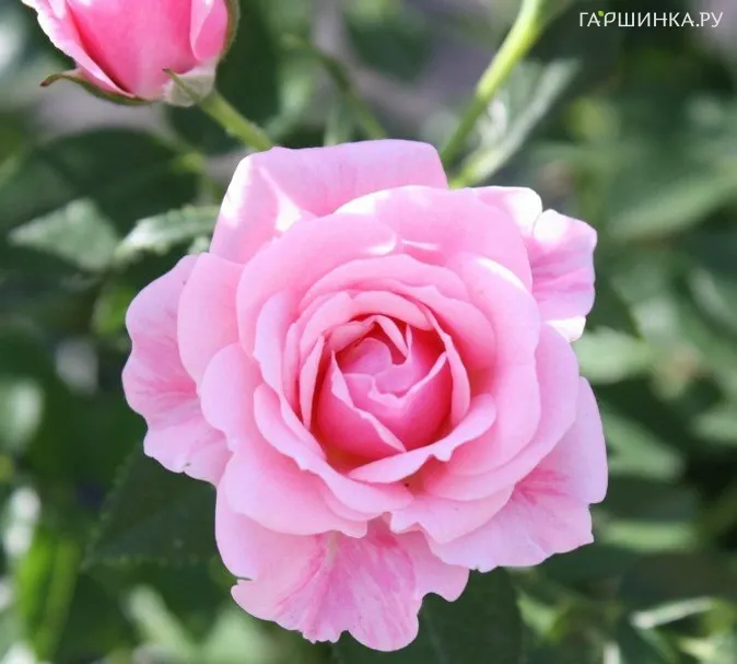 Роза Пинк Симфони миниатюрная, Imperial Rose