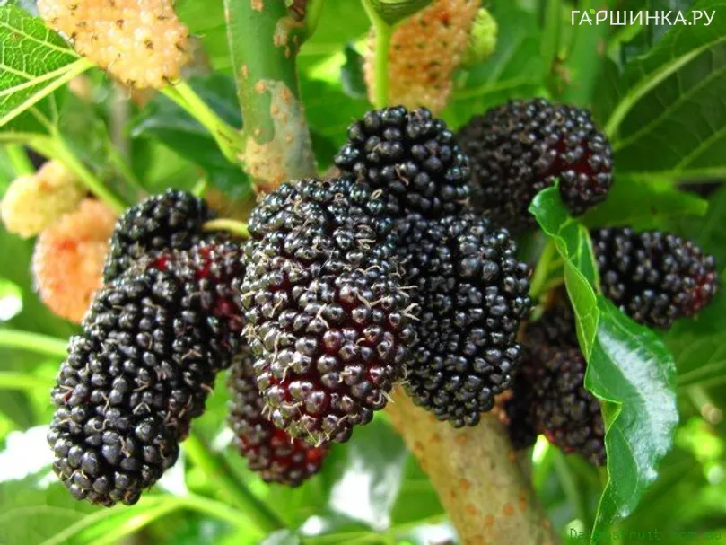 Шелковица черная