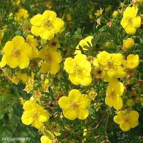 Лапчатка кустарниковая желтая
