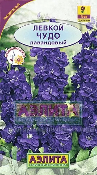 Левкой высокорослый Чудо лавандовый