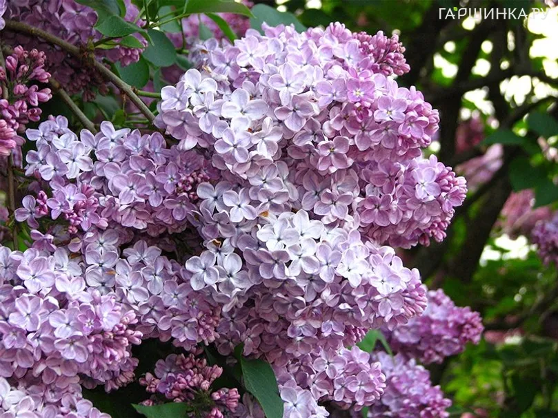 Сирень Мечта