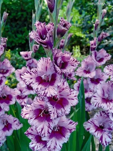 Гладиолус Пассос