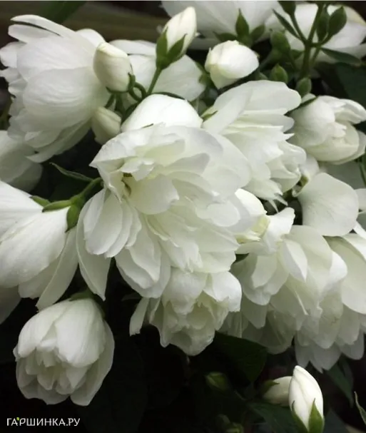 Чубушник Сноубель