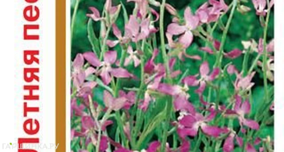 Маттиола двурогая Летняя песня 1,0г