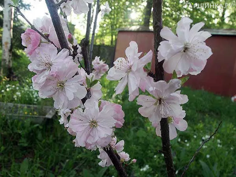 Миндаль Веснянка