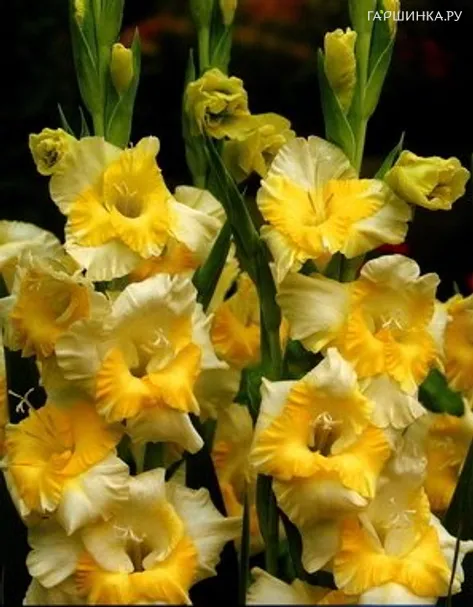 Гладиолус Багги