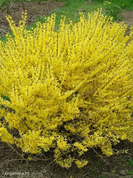 Форзиция Миниголд