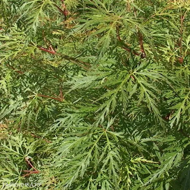 Клен Эмеральд Лейс