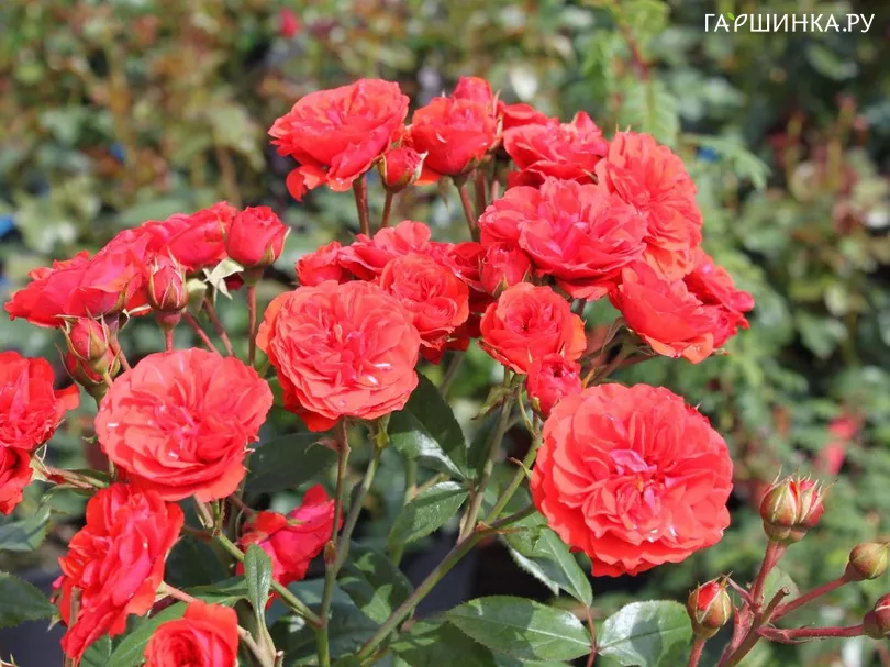 Роза Джингер миниатюрная, Imperial Rose