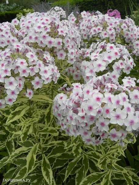 Флокс Крем де ла Менте метельчатый