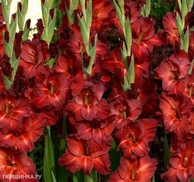 Гладиолус крупноцветковый Чоколате