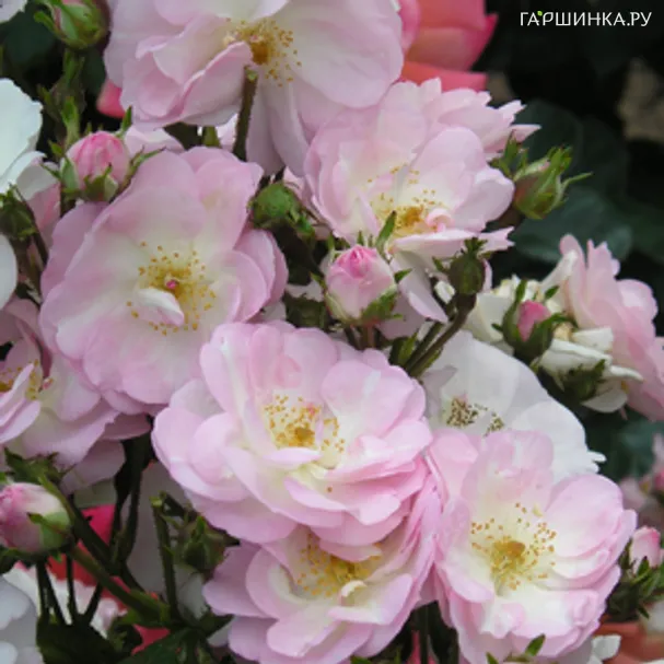 Роза Перенниал Блаш плетистая Imperial Rose