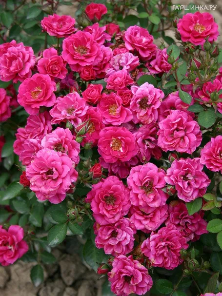 Роза Блю Парад миниатюрная, Imperial Rose