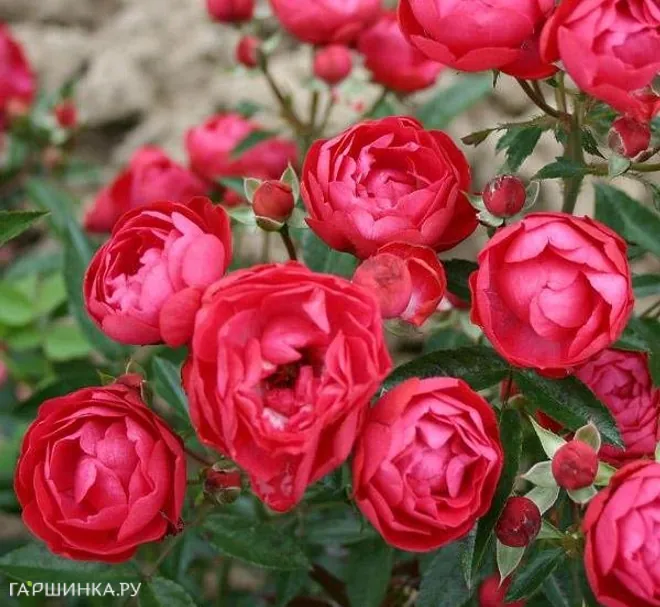 Роза Мутертаг миниатюрная Imperial Rose