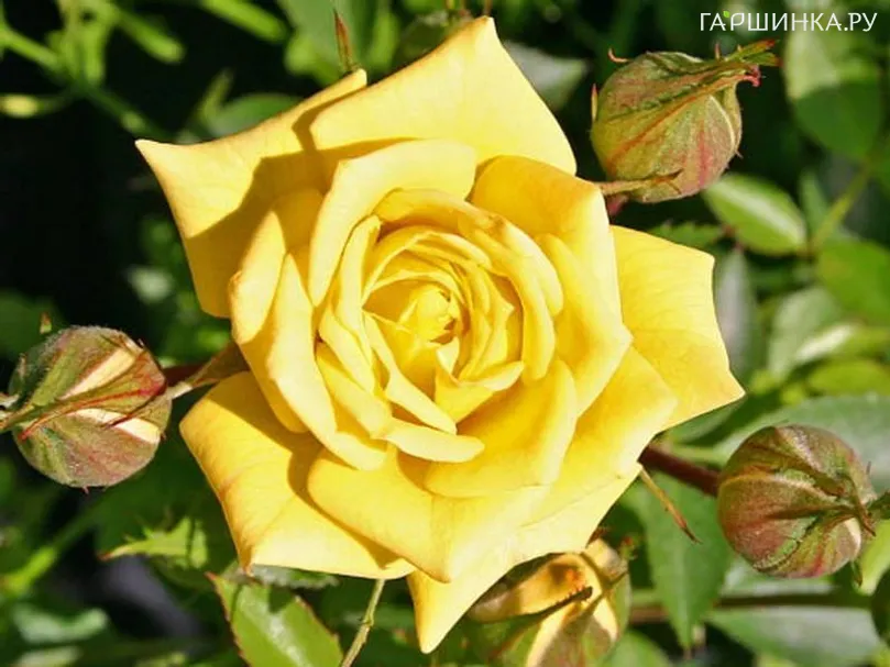 Роза Зонненкинд миниатюрная, Imperial Rose