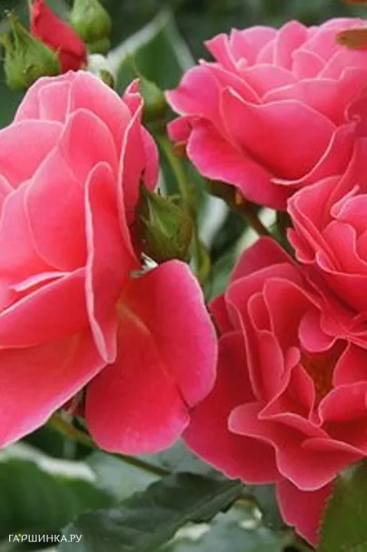 Роза Пассе флорибунда, Империал Роуз Imperial Rose