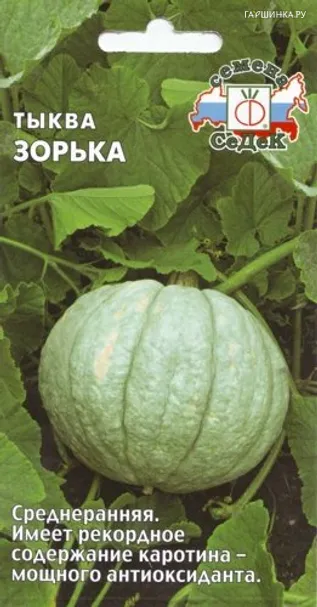 Тыква Зорька