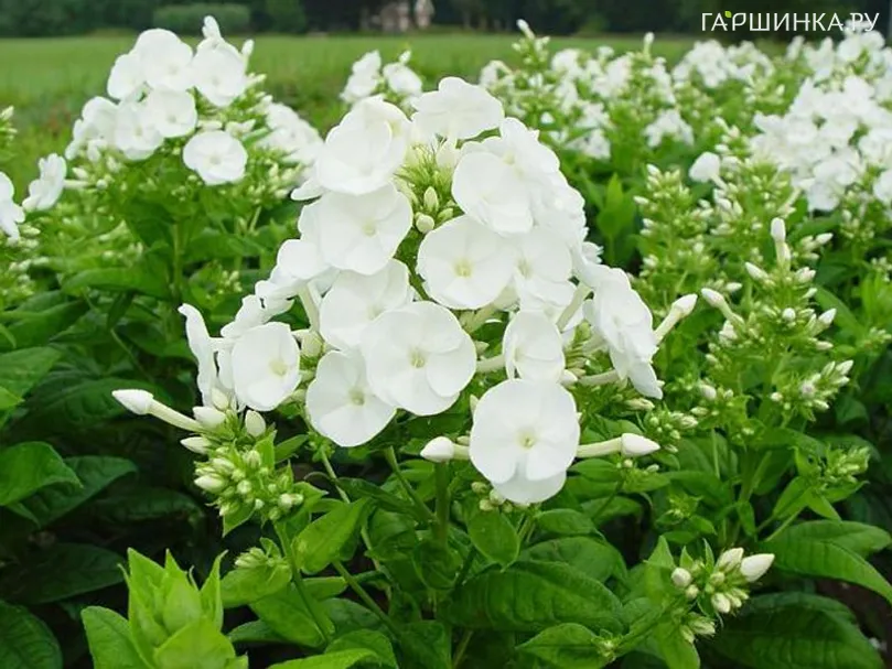 Флокс Даниэль метельчатый
