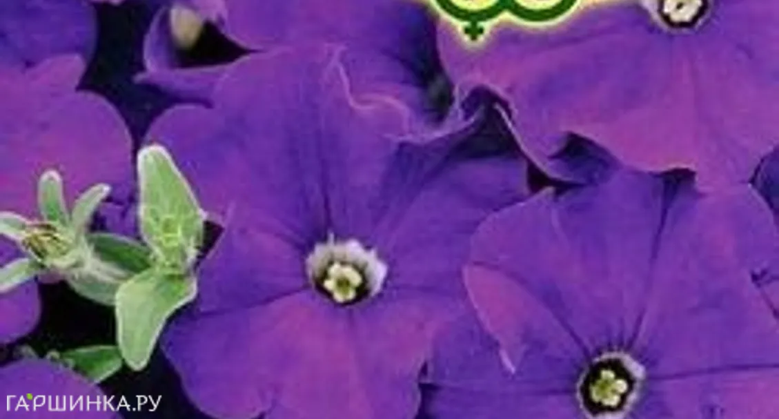 Петуния Дивный вечер F1 многоцв. 10 шт. гранул. пробирка