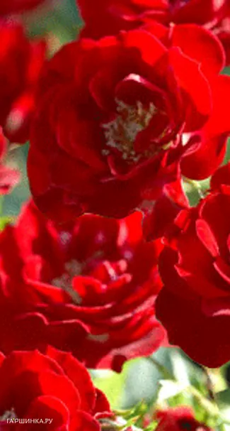 Роза Аделаида Худлес канадская парковая (лиц)