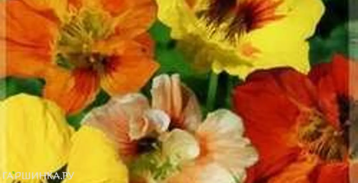 Настурция Ремикс 1,0 г