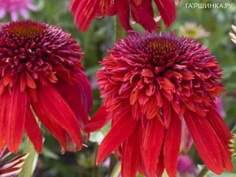 Эхинацея пурпурная Эксцентрик