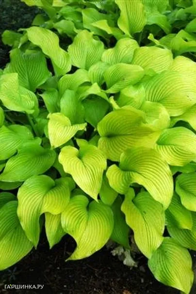 Хоста Сан Пауэр (ML)