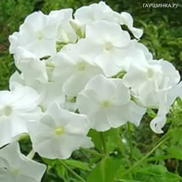 Флокс метельчатый Nathalie
