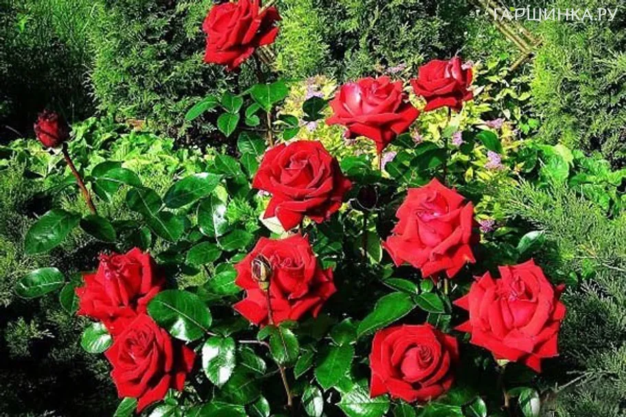 Роза Ингрид Берман чайно-гибридная, Imperial Rose