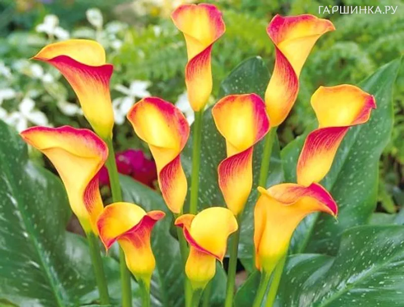 Калла Пич Шиффон