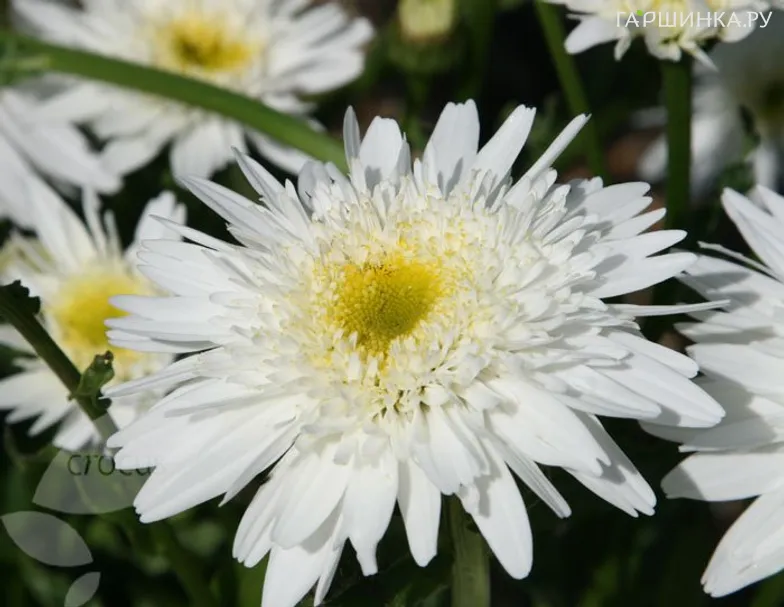 Ромашка (Нивяник) Уиралл Суприм