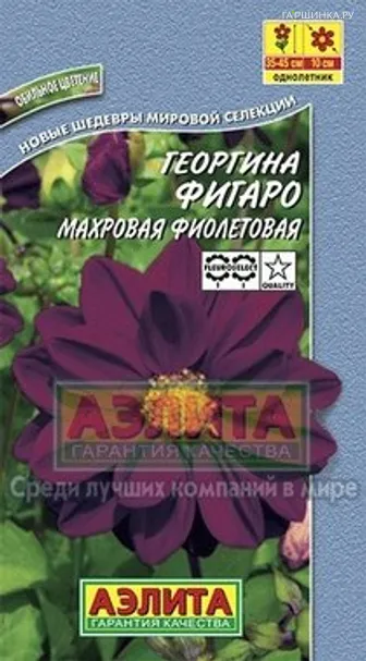 Георгина махровая фиолетовая ц/п
