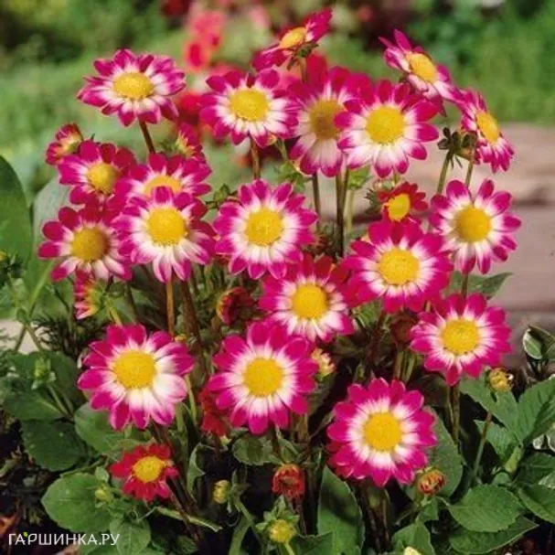 Георгина Свитхарт бордюрная