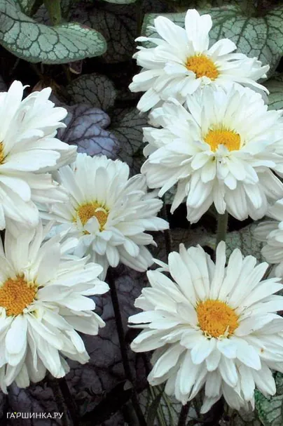 Ромашка (Нивяник) Викториан Секрет