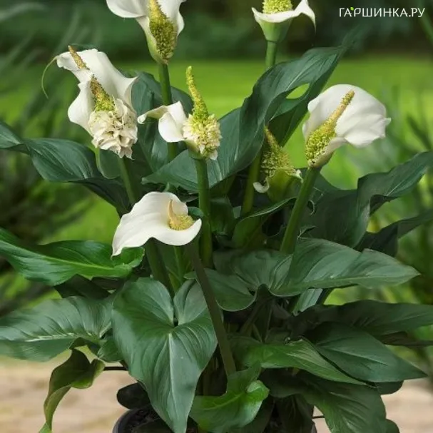 Калла Эфиопика Вайт Сван