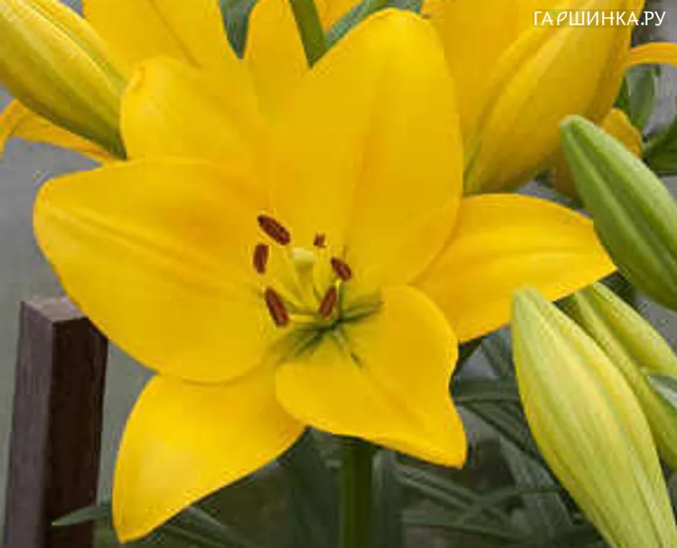 Лилия Десерт Инн лонгифлорум азиатская/ 2шт