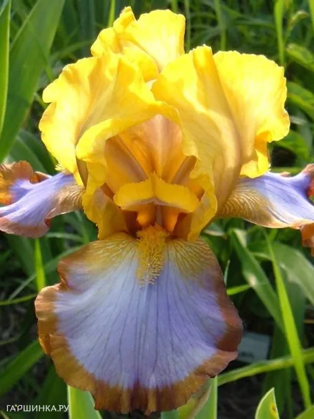 Ирис бородатый Браун Лассо