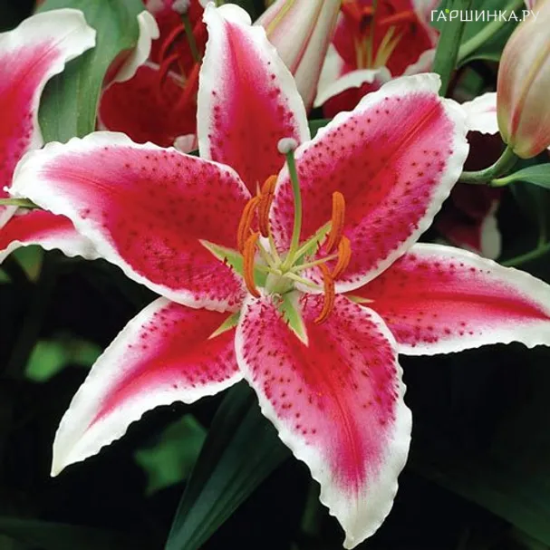 Лилия Старфайтер восточная