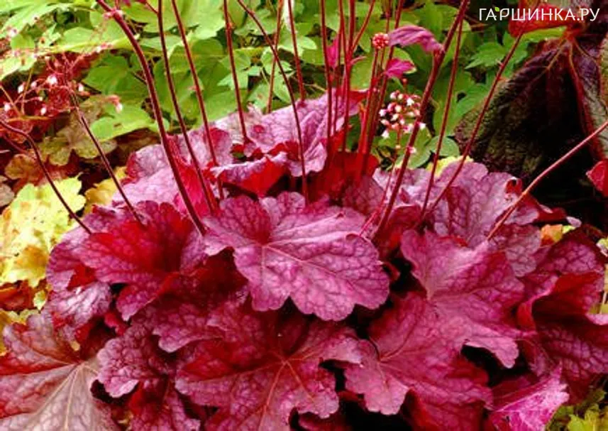 Гейхера Берри Смузи