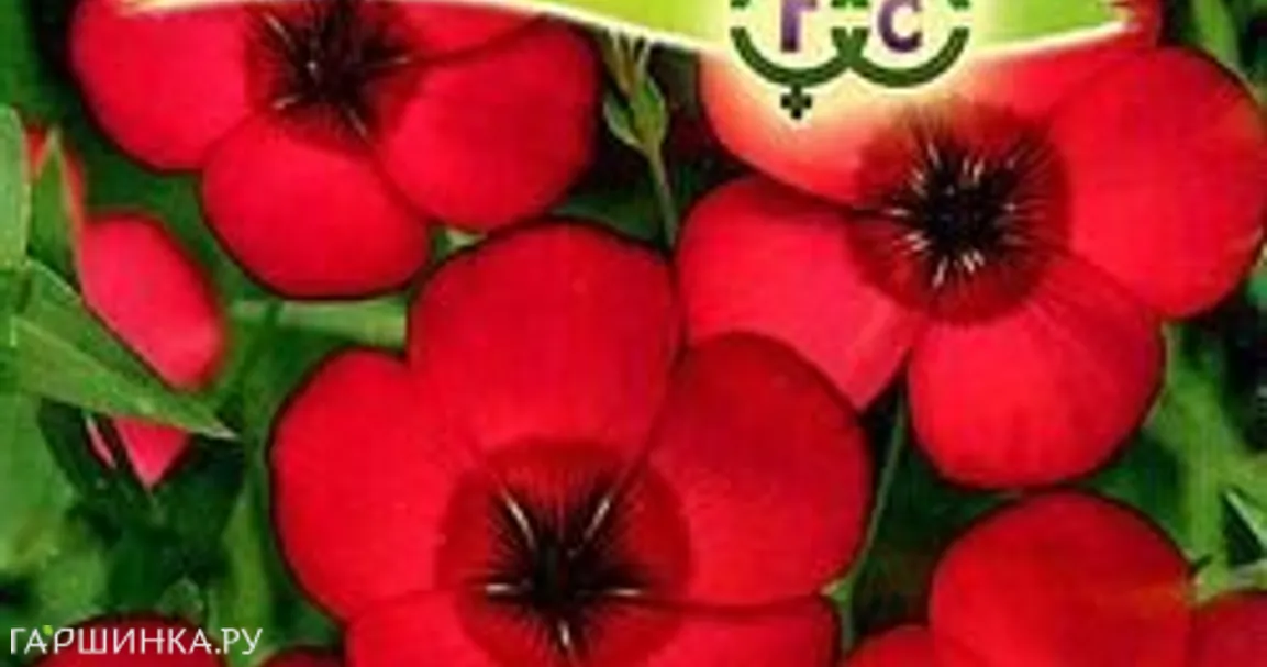 Лен Рубрум , крупноцв. 0,5 г