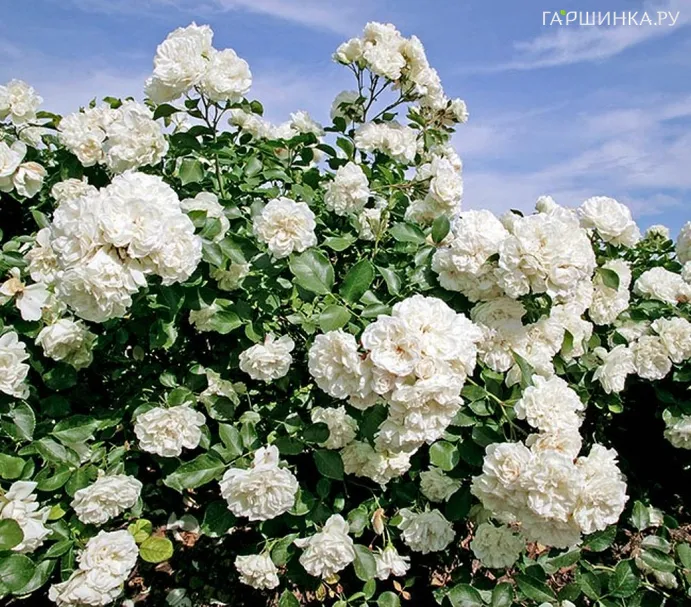 Роза Вайт Мейдиланд почвопокровная Imperial Rose