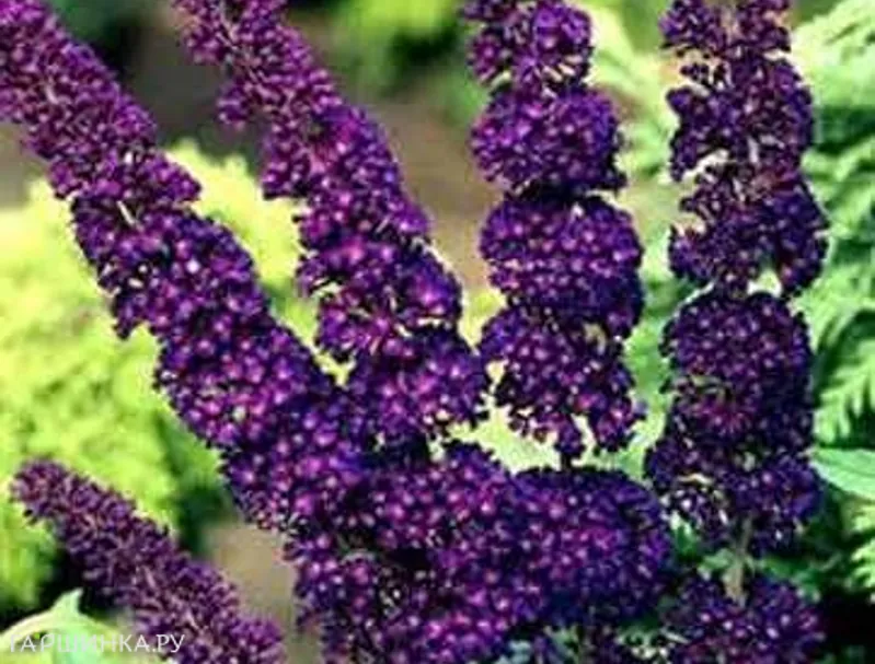 Буддлея Блэк Найт