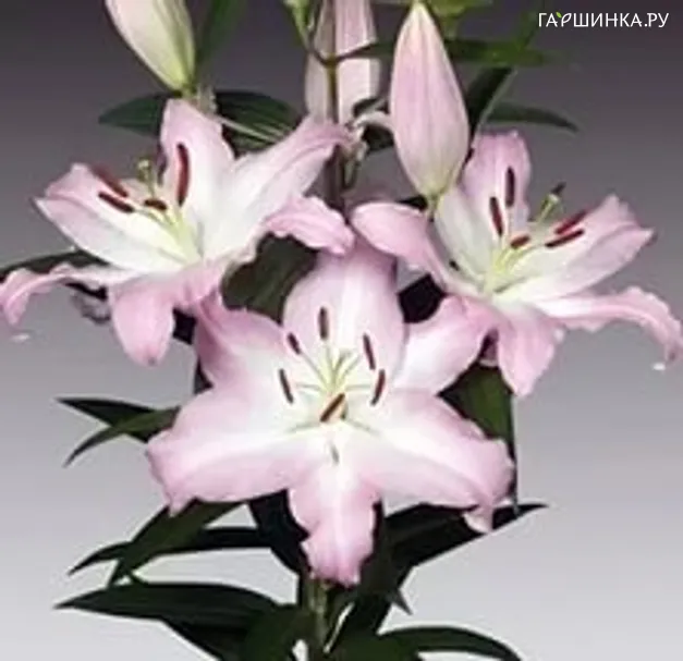 Лилия Икс Фактор восточная /2шт