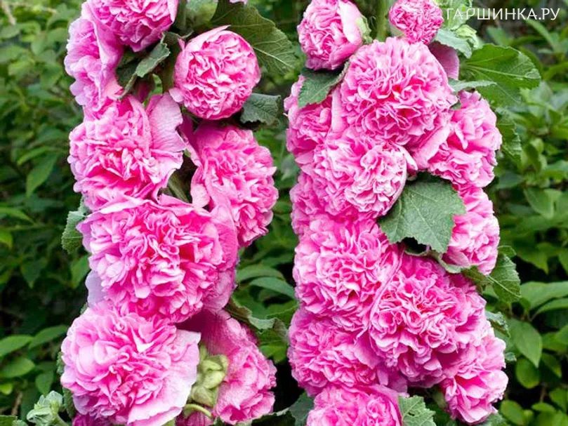 Шток-роза Double Pink махровая