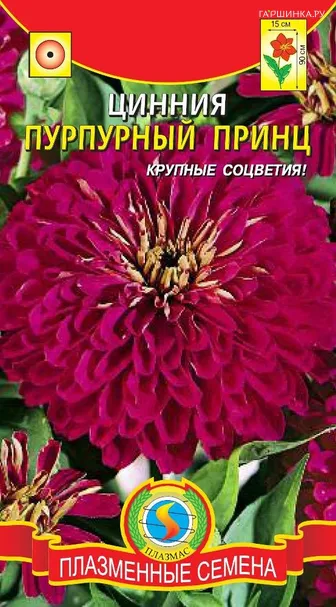 Цинния Пурпурный принц