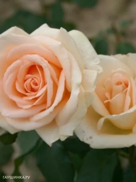 Роза Мунсун/Осеана чайно-гибридная, Imperial Rose