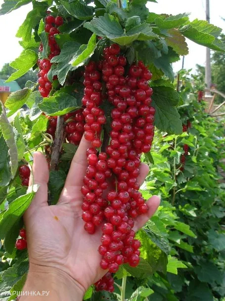 Смородина Джонкер Ван Тетс красная