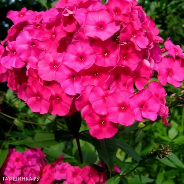 Флокс Малиновое суфле