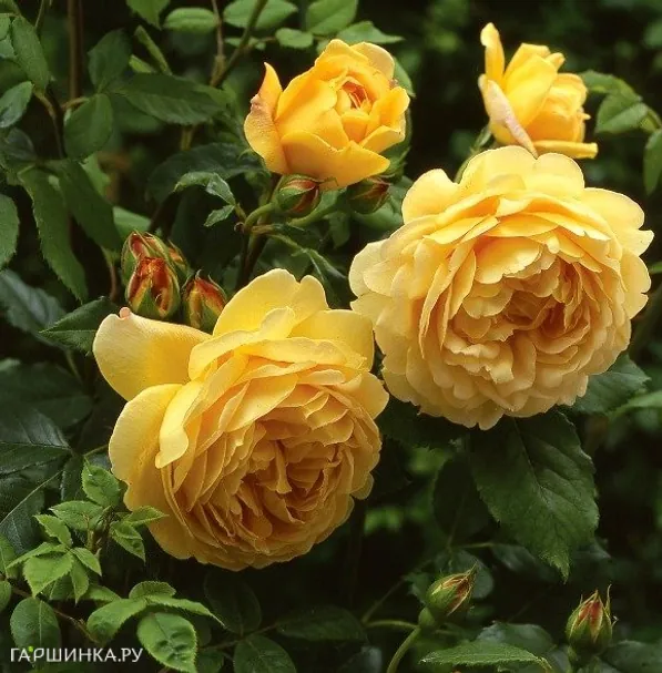 Роза Голден Селебрейшн, Д.Остин кустарниковая (лиц)
