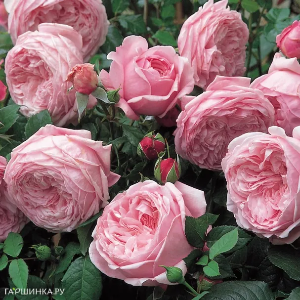 Роза Спирит оф Фридом, Д.Остин кустарниковая (лиц)